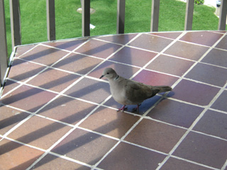 Friend number 2